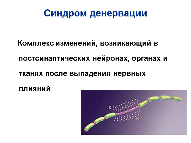 Синдром денервации    Комплекс изменений, возникающий в постсинаптических нейронах, органах и тканях